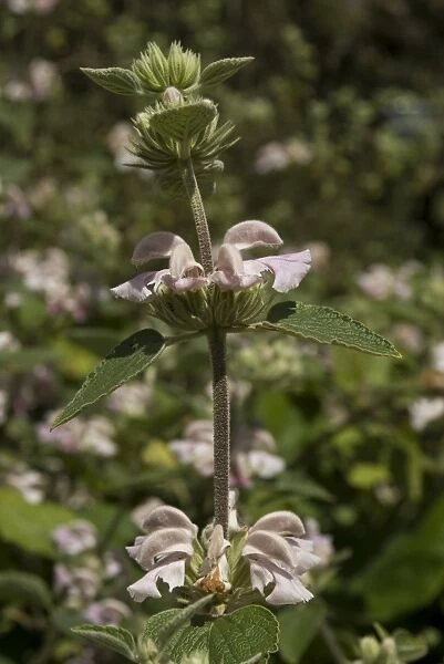 Phlomis flower. LABIATE, Phlomis samia, ss, maroccana, 19834198MASN
