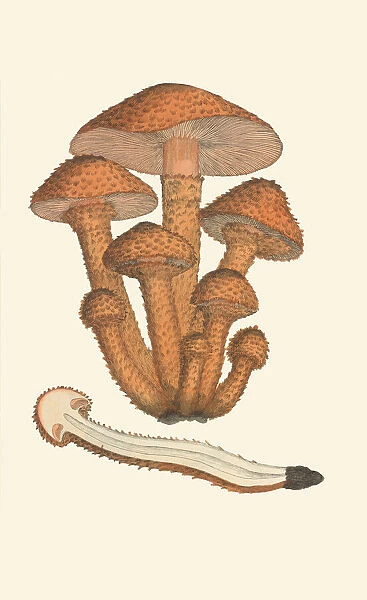Pholiota squarrosa, 1795-1815