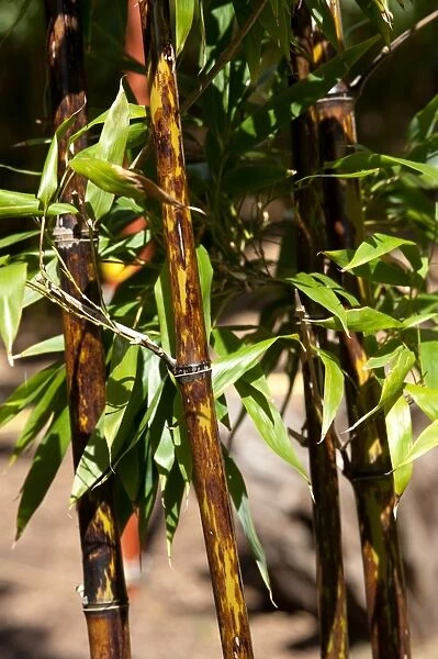 Phyllostachys nigra. GRAMINEAE, Phyllostachys nigra, black bamboo
