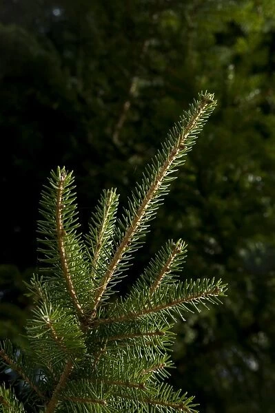 Picea maximowiczii. PINACEAE, Picea maximowiczii, 1981