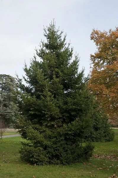 Picea maximowiczii. PINACEAE, Picea maximowiczii, 1981
