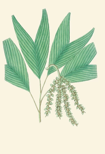 Pinanga gracilis, 1850