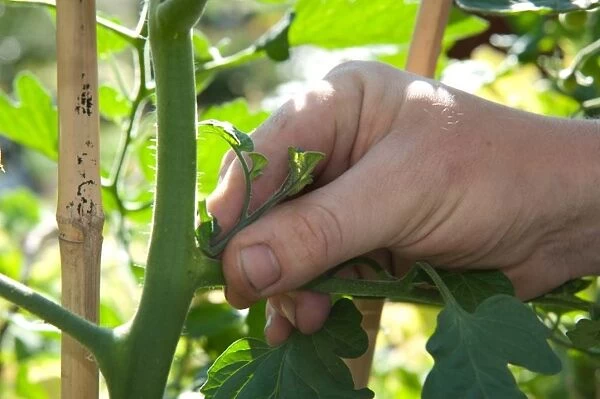 Pinching out a tomato plant
