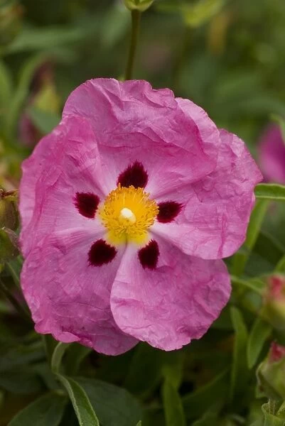 Pink flower. CISTACEAE, Cistus, crispus, 2001792PNHM