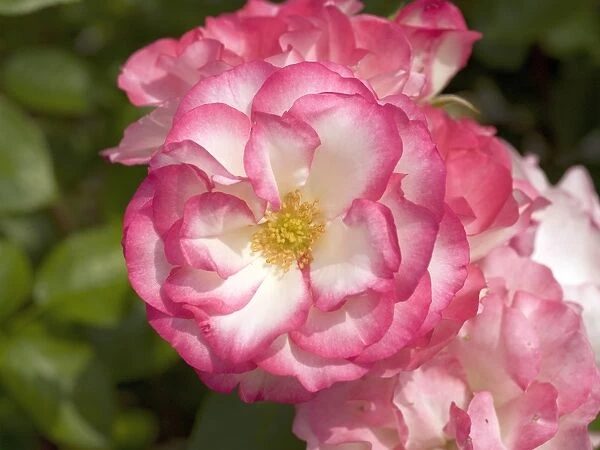 Pink rose. Rose pergola in summer