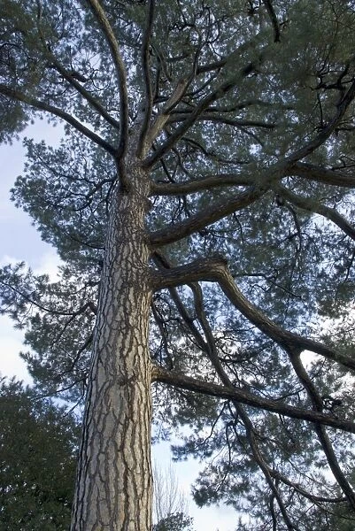 Pinus nigra, sub sp. laricio