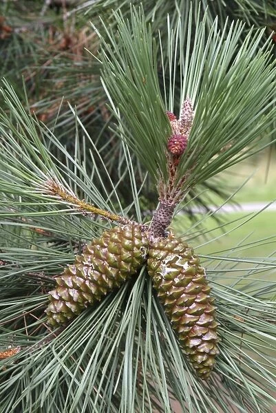 Pinus, pinaster, cones