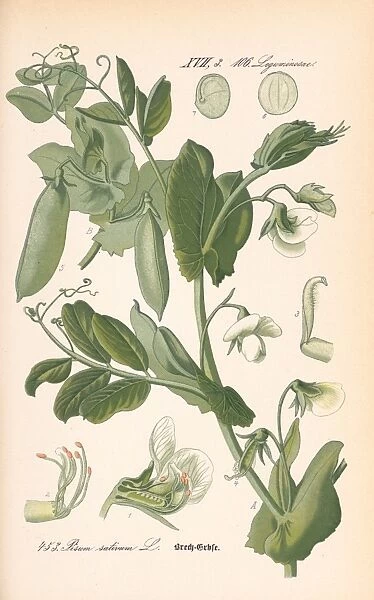 Pisum sativum, garden pea