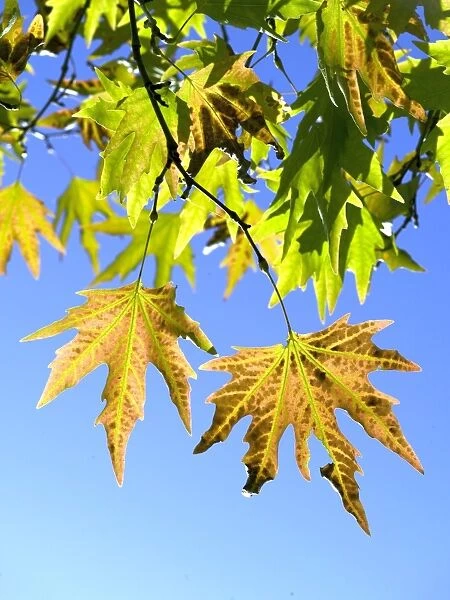 Platanus leaves. Autumn leaves of a Londn plane tree