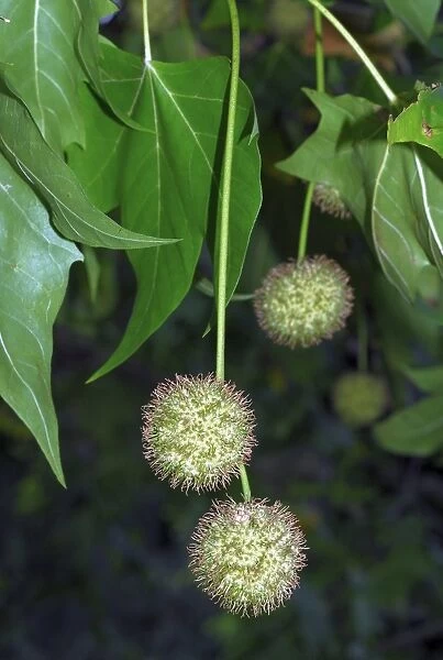Platanus orientalis. plane tree - unripe fruits