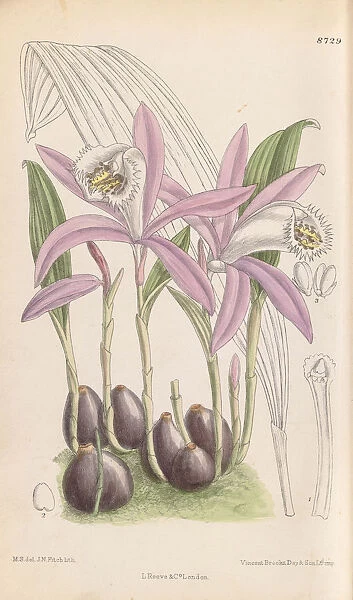 Pleione formosana, 1917