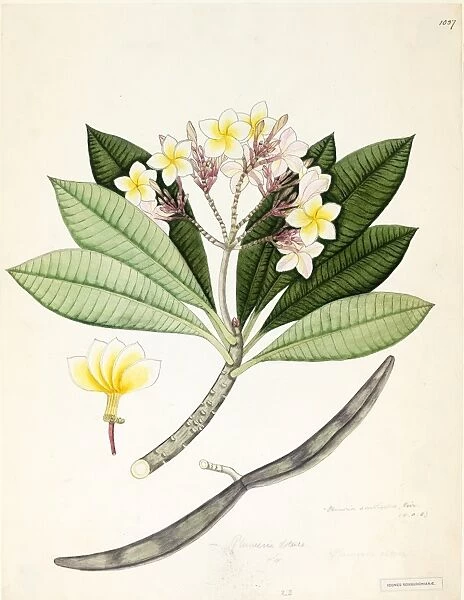 Plumeria acuminata. Watercolour on paper, no date (late 18th, early 19th century)