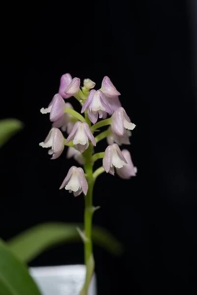 Polystachya bicolor orchid. Orchidaceae