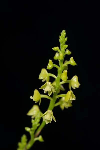 Polystachya foliosa orchid. ORCHIDACEAE