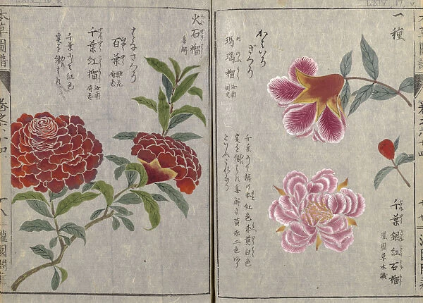 Pomegranate (Punica granatum), woodblock print and manuscript on paper, 1828