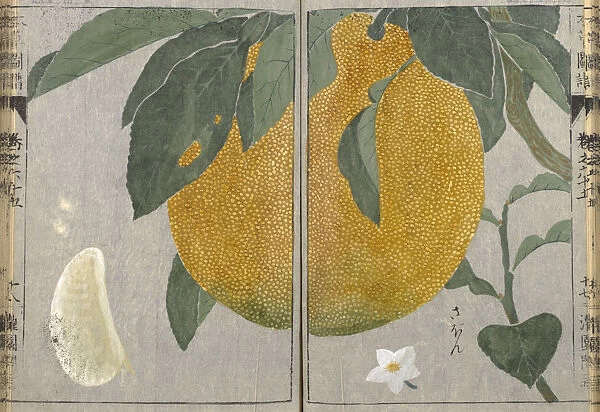 Pomelo (Citrus maxima), woodblock print and manuscript on paper, 1828