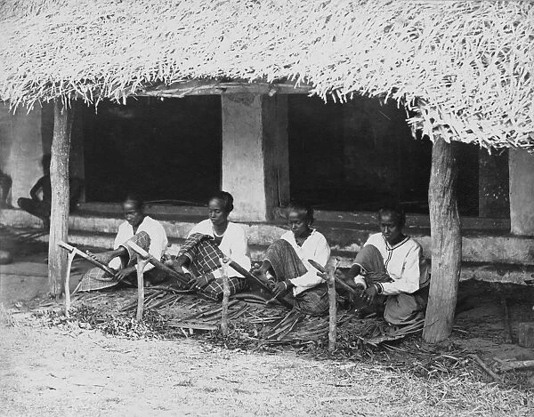 Preparing cinnamon quills for drying, Sri lanka, 1880 s