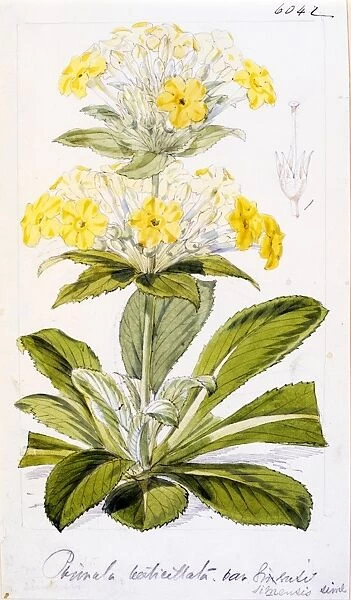 Primula verticillata, Forsk. var. simensis Hochst