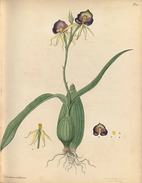 Prosthechea cochleata (aka Cockleshell orchid, black orchid, clamshell orchid, octopus orchid), 1797