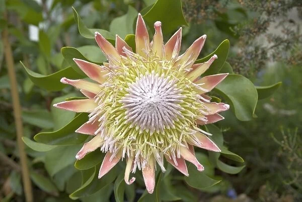 Protea cynaroides. King protea flower in the Temperate House