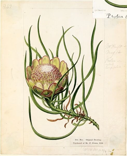 Protea laevis, R.Br. (Smooth Protea)