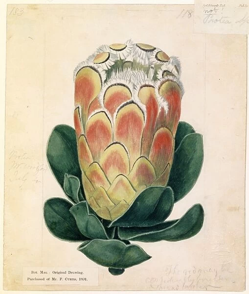 Protea speciosa (L. ) L. (Splendid Protea)