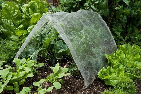 Protecting vegetables from pests