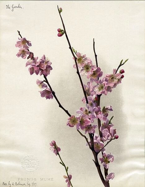 Prunus mume. Watercolour illustration of the blossom of Prunus mume