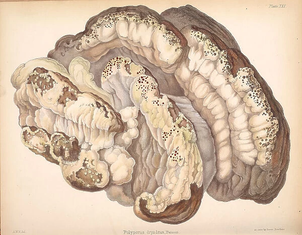 Pseudoinonotus dryadeus, 1847-1855