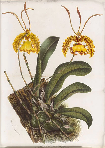 Psychopsis kramerianum (Butterfly orchid), 1845-1883