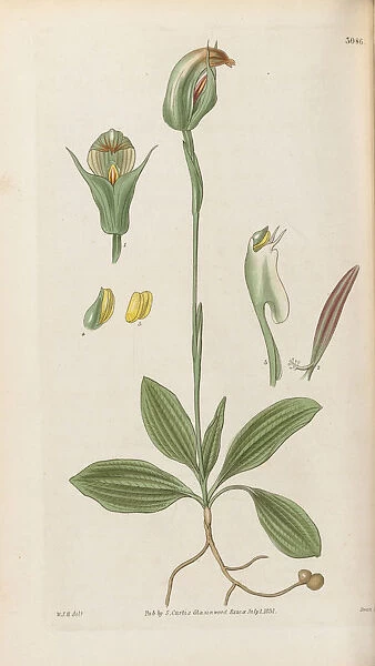 Pterostylis curta (Blunt greenhood), 1831