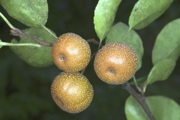 Pyrus pashia. Himalayan pear - China