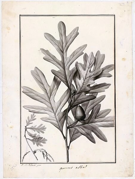 Quercus alba (White oak)