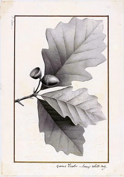 Quercus discolor. Watercolour on paper, c.1801
