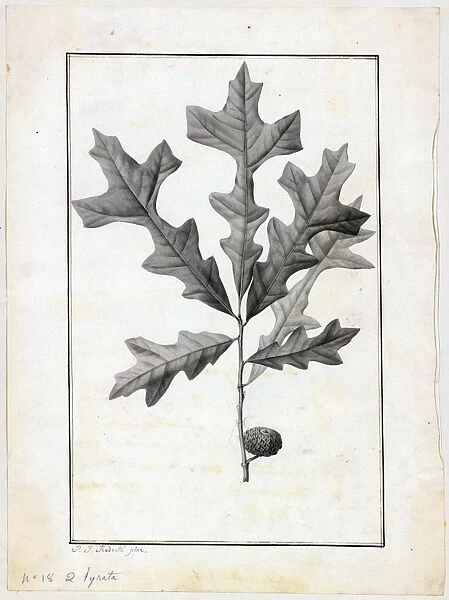 Quercus lyrata. Watercolour on paper, no date (c.1800)