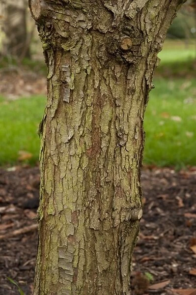 Quercus oglethorpensis