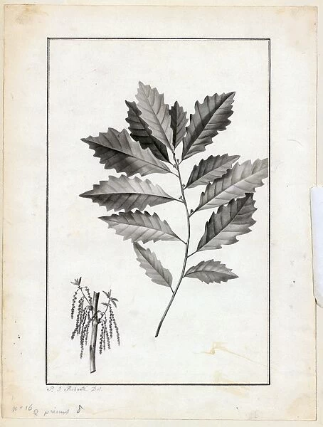 Quercus prinus. Watercolour on paper, no date (c.1800)