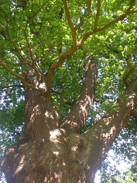 Quercus robur. common oak