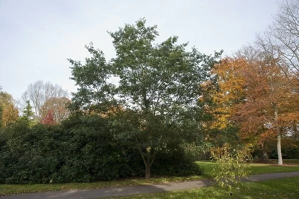 Quercus xalapensis. FAGACEAE, Quercus xalapensis 19834534