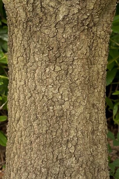 Quercus xalapensis. FAGACEAE, Quercus xalapensis 19834534