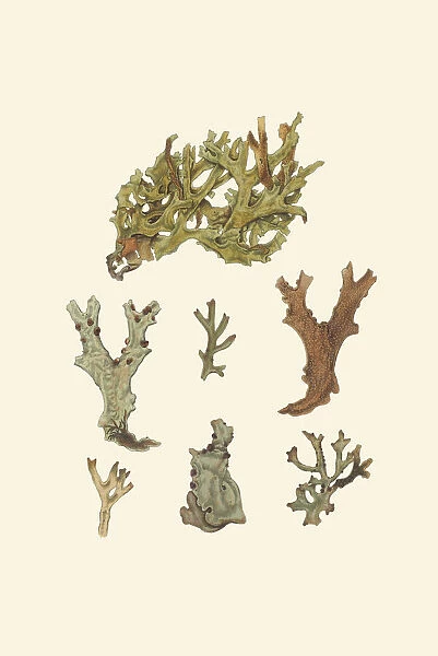 Ramalina sp. 1789. Illustration possibly of Ramalina species commonly known