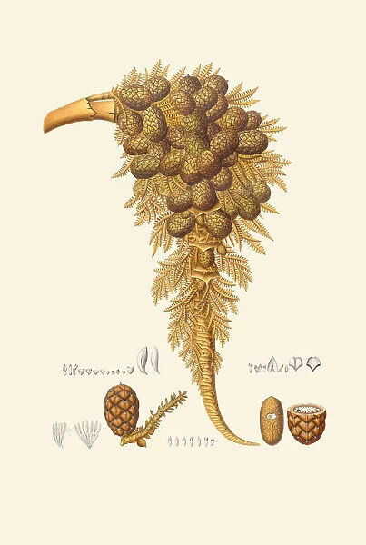 Raphia taedigera, 1823-53