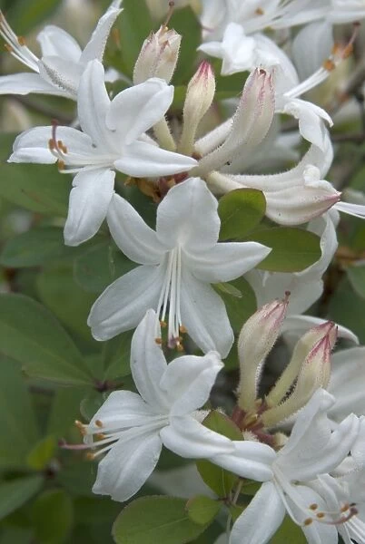Rhododendron, atlanticum