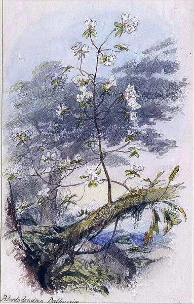 Rhododendron dalhousiae