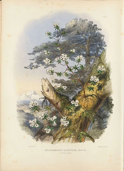 Rhododendron Dalhousiae (frontispiece), 1849