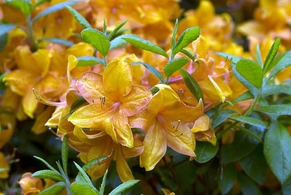 Rhododendron, golden eagle