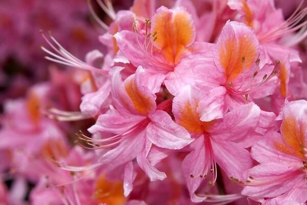 Rhododendron, pucella