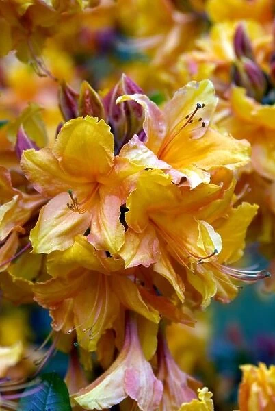 Rhododendron unique