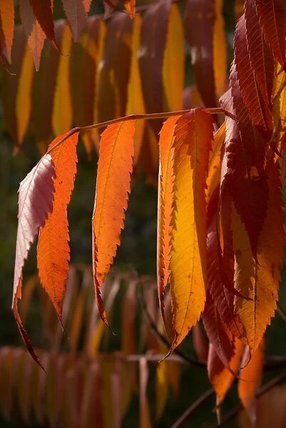 Rhus typhina leaves in Autumn
