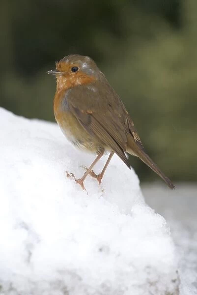 A robin in winter